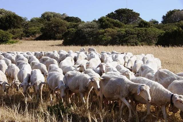 SMALTIMENTO CARCASSE OVINI A SEGUITO DI BLUE TONGUE